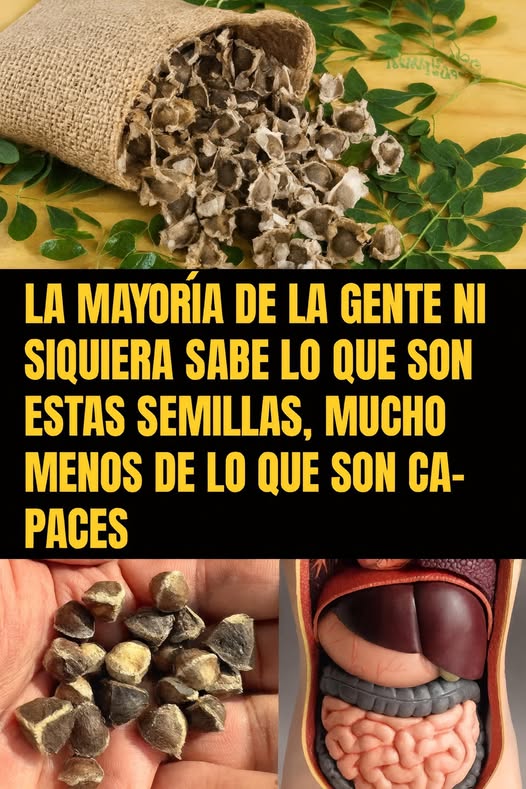 Semillas de Moringa