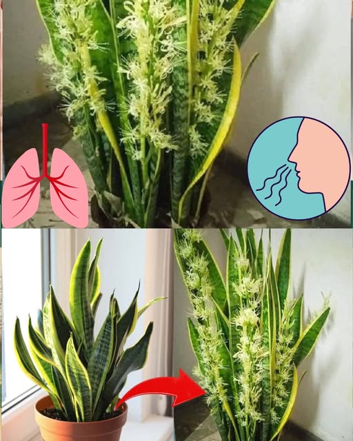 Planta lengua de suegra en flor