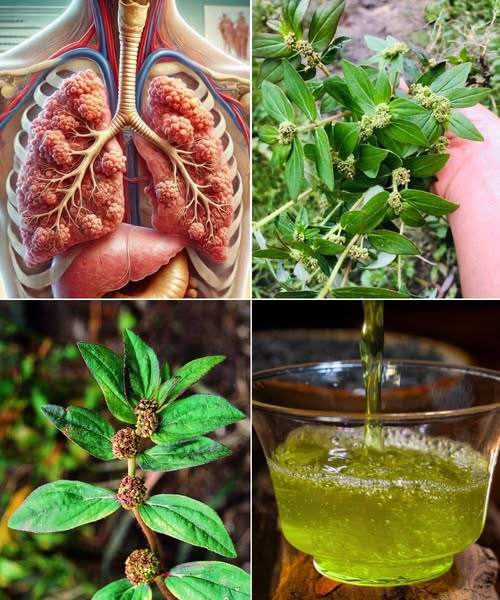 Planta medicinal para la salud pulmonar