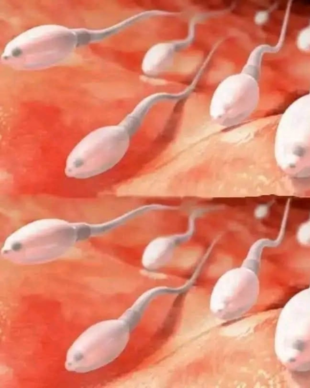 Espermatozoides en el interior del cuerpo